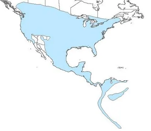Map of the US showing North American Bald Eagle locations. Also includes "Long-tailed Weasel" distribution.