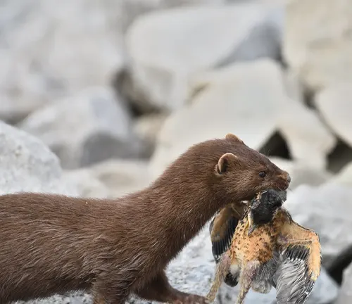 A weasel, known as the American Mink, feasts on a lifeless bird amidst rocky terrain.