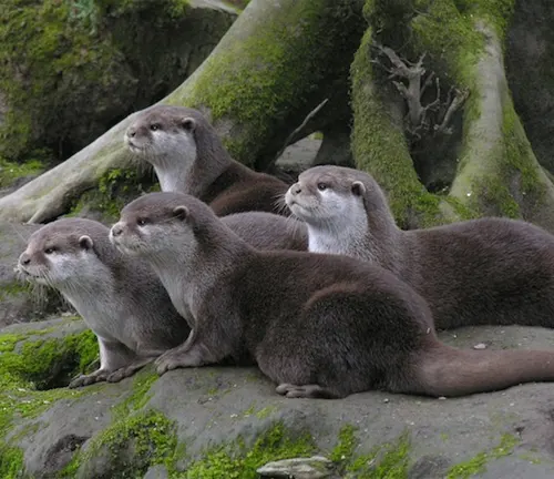 Asian Small-clawed Otters sitting on rocks near a tree.