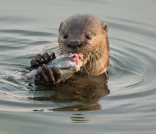Smooth-coated otter proudly holds a fish in its mouth, showcasing its dietary preference.