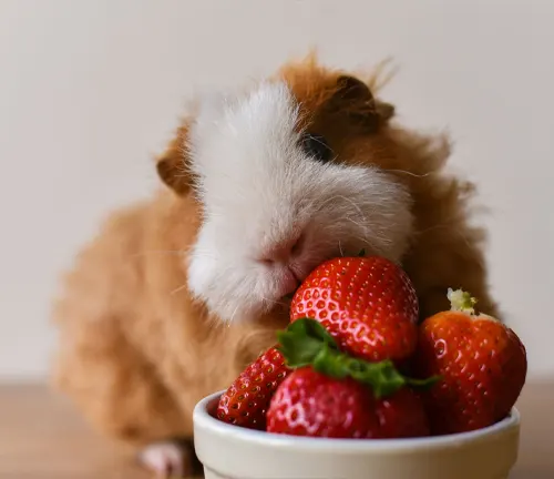 Abyssinian guinea pig enjoying a snack of strawberries, a part of its diet and nutrition.