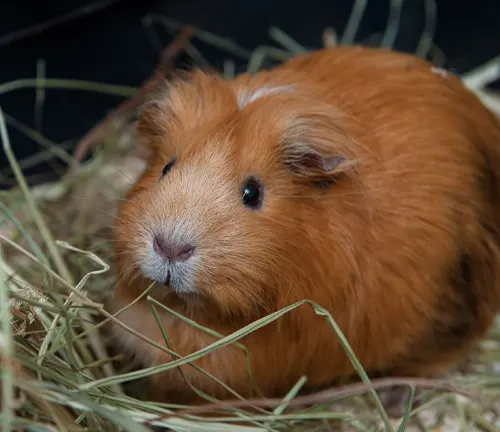 A guinea pig sitting in hay, surrounded by "American Guinea Pig" branding.