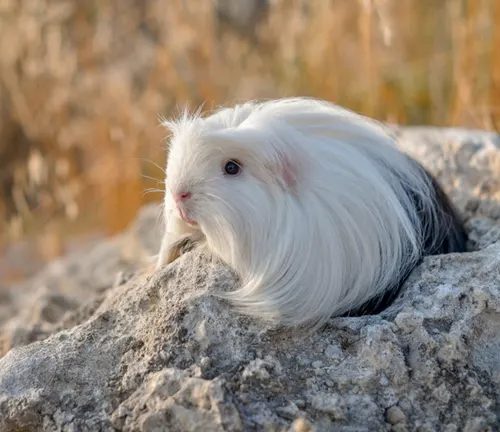 A white Coronet Guinea Pig with long hair perched on a rock, showcasing its unique appearance and behavior.