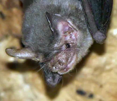 A Kitti's Hog-nosed bat with a large head and long ears.



