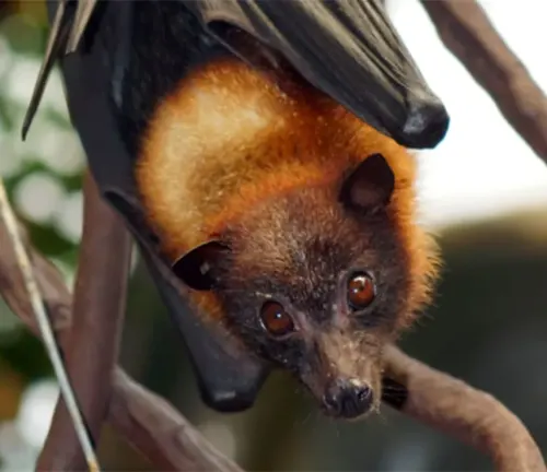 A "Flying Fox" bat with a long tail hanging upside down.