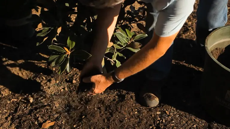 A person crouched down, carefully planting a magnolia sapling with dark, rich soil, demonstrating the hands-on process of gardening.