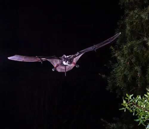 Mexican Free-tailed Bat soaring through the night sky, showcasing its nocturnal behavior.