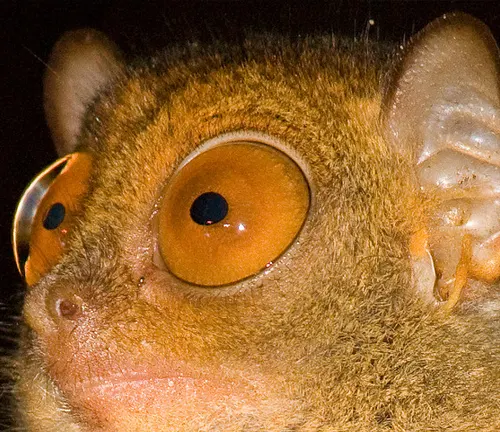 Philippine Tarsiers: Small primates with large eyes and heightened sensory organs.