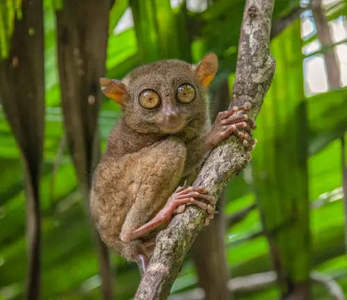 Eastern Tarsiers: Agile nocturnal primates with large eyes, long fingers, and a unique ability to rotate their heads 180 degrees.