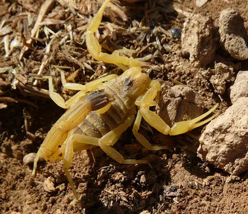 A scorpion with spread out legs on the ground in its natural habitat, known as the "Deathstalker".