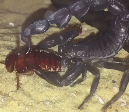 A "Fat-tailed Scorpion" devouring a bug in a sand box, showcasing its nocturnal behavior.