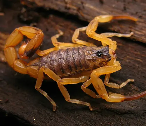 A Brazilian Yellow Scorpion with legs spread out on a wooden surface.