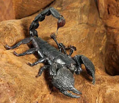 A scorpion perched on a rock in its natural habitat, known as the "Emperor Scorpion" habitat.