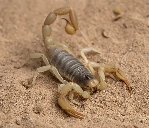 A giant hairy scorpion with a large head and long legs, known for its behavior and diet.