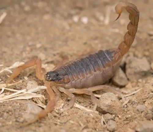 A scorpion walking on the ground, displaying typical behavior of an "Indian Red Scorpion".