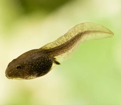 A small fish with black spots on its body, in the tadpole stage of "Tree Frogs".