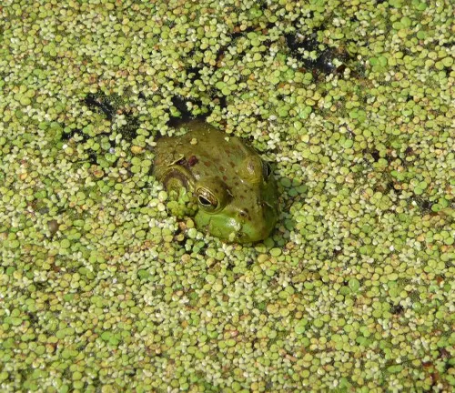 A frog in a pond surrounded by green plants. Indigenous species.