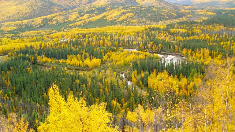 A vibrant autumn view overlooking a forest in Alaska, with a tapestry of yellow and green trees blanketing the rolling hills and a river meandering through the valley below.