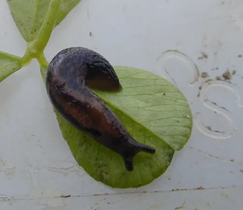 A black-bodied slug rests on a leaf.