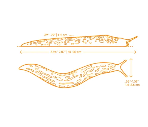 A diagram of a Leopard Slug with its shell, showcasing its size and shape.