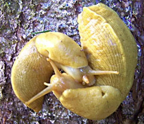 Two yellow snails on a tree trunk, showcasing "Banana Slug" reproduction.