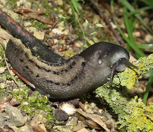 A black slug crawls near moss in its natural habitat.