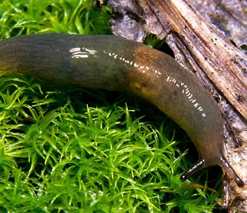A "Greenhouse Slug" slowly crawls on the ground in a lush green area.