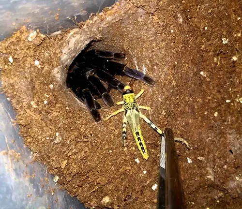 Yellow and black bug in hole with stick, Cobalt Blue Tarantula's feeding habits.