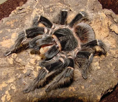 A tarantula perched on a rock, belonging to the species "Salmon Pink Birdeater Tarantula".