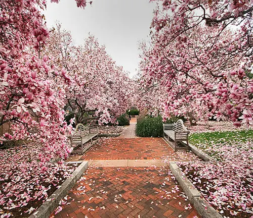 Pathway lined with benches and pink magnolia trees in bloom