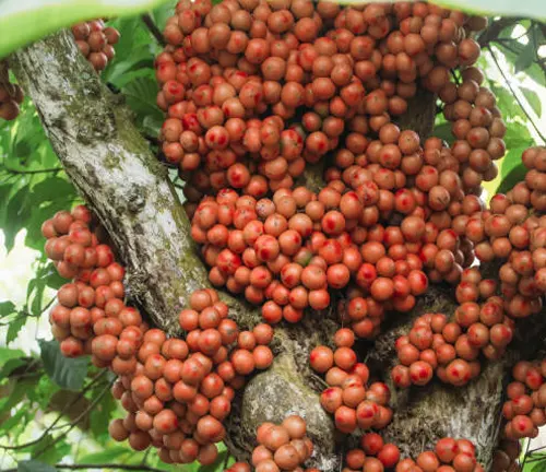 Dense cluster of small red-orange fruits on a tree trunk.
