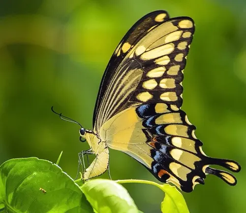 Giant Swallowtail Butterflies: Large black and yellow butterflies with distinctive tails, fluttering among flowers.