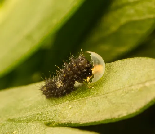 A Black Swallowtail Butterfly caterpillar on a leaf, adorned with a tiny water droplet.
