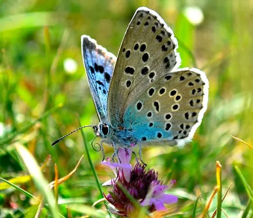 A blue butterfly perched on a purple flower in the grass, which is a host plant for the "Large Blue Butterfly".