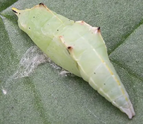 Pupal stage of a Cabbage White Butterfly, showing green chrysalis with gold spots, hanging from a leaf.