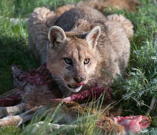 A mountain lion, also known as a cougar, feasting on a dead animal in the grass.