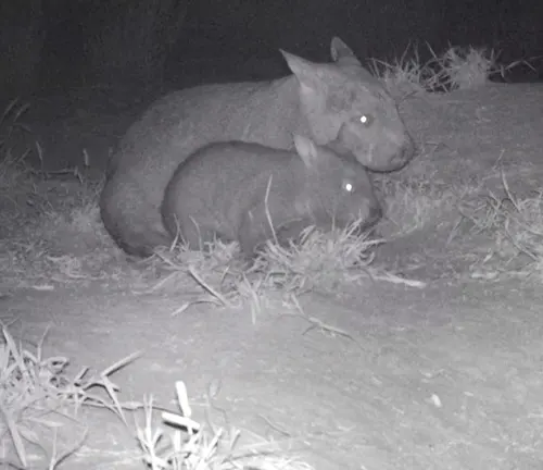 A mother wombat and her baby in the dark. Nocturnal habits of wombats make them active during nighttime.
