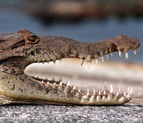 Jaw structure of an American Crocodile, showing sharp teeth and powerful muscles for capturing and gripping prey.