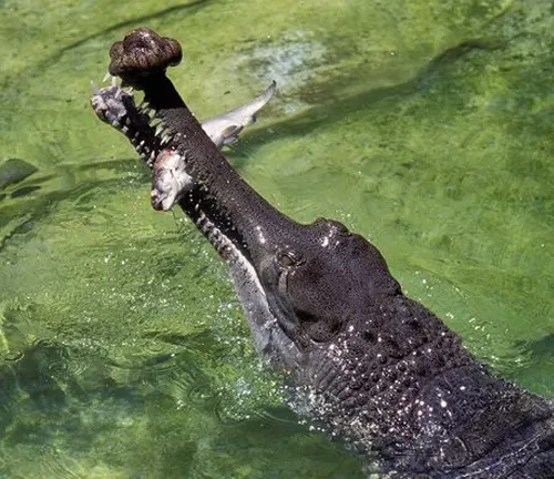 A Gharial crocodile with its mouth open in the water, showcasing its diet composition.
