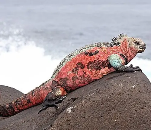 A Galapagos marine iguana resting on rocks in the Intertidal Zone.