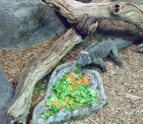 A Rhinoceros Iguana eating from a bowl of food in a zoo.