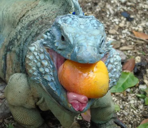 Blue Iguana eating leaves and plants in its natural habitat.
