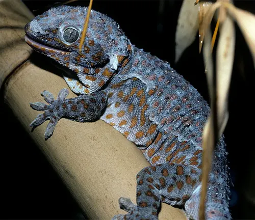 A Tokay Gecko perches on a leafy branch, showcasing its nocturnal nature.