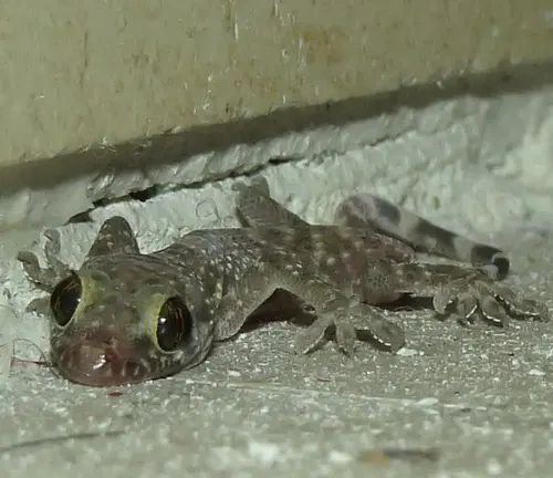 House gecko with its tongue out catching insects, displaying feeding behavior.
