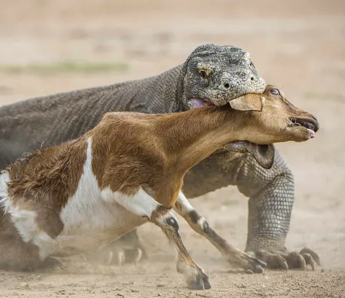 A goat in a fierce battle with a large lizard, showcasing the hunting and feeding habits of the Komodo Dragon.