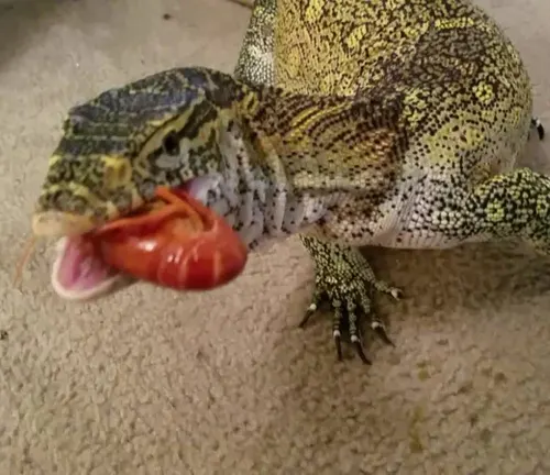 A Nile Monitor Lizard with its mouth open, devouring a piece of food.
