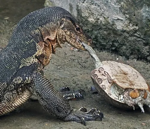 A carnivorous reptile found in Asia. It consumes a variety of prey including fish, birds, and small mammals.