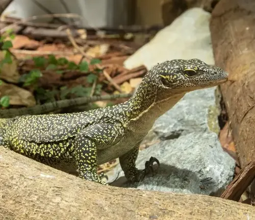 A Mangrove Monitor lizard perched on a log in its natural habitat.