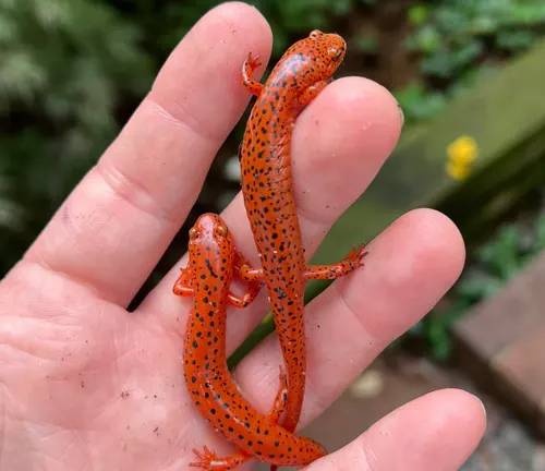 Two red salamanders with black spots on a human palm.