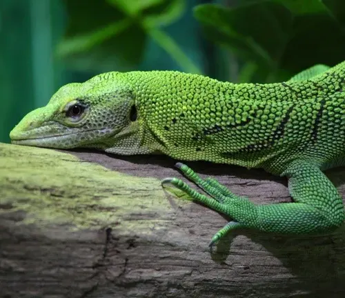 A green lizard, known as an Emerald Tree Monitor, perched on a branch.
